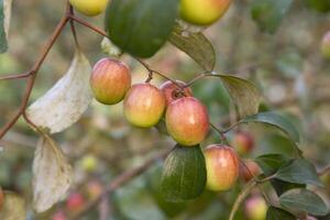 rouge jujube des fruits ou Pomme koul boroi sur une branche dans le jardin. sélectif concentrer avec peu profond profondeur de champ photo