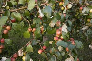 fruit arbre avec vert rouge jujube des fruits ou Pomme koul boroi dans le jardin photo