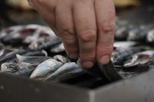 anadolu kavagi Frais poisson restaurant le bosphore croisière dinde photo