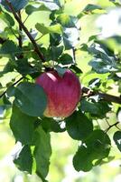 rouge mûr Orlovskoe rayé Pomme sur une branche dans le été jardin. verticale photo, fermer photo