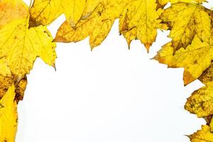 l'automne Jaune érable feuilles sur une en bois Contexte. photo