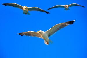 oiseaux volant dans le ciel photo