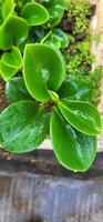 plante dans le jardin, feuilles dans le jardin photo