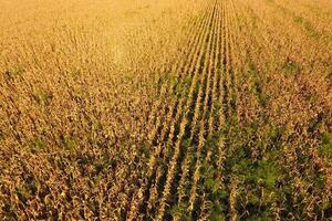 champ avec mûr maïs. sec tiges de maïs. vue de le champ de blé photo