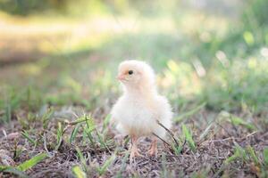 une poulet bébé dans le jardin photo