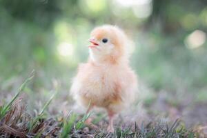 une poulet bébé dans le jardin photo