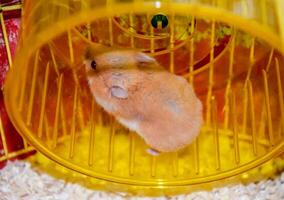 hamster Accueil dans en gardant dans captivité. hamster fonctionnement roue. rouge hamster photo