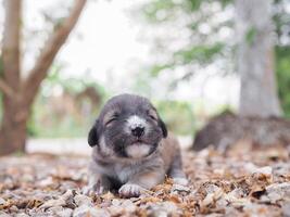 mignonne nouveau née chiots en train de dormir sur le sol dans le jardin. thaïlandais chiot photo