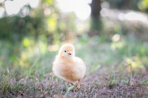 une poulet bébé dans le jardin photo