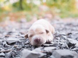 mignonne nouveau née chiots en train de dormir sur le sol. thaïlandais chiot photo