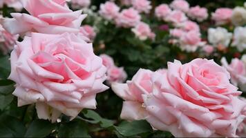 des roses rose et blanc une fleur lit sur une ensoleillé été journée. photo