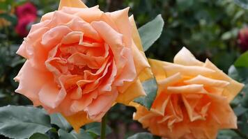 des roses Orange rouge et blanc une fleur lit sur une ensoleillé été journée. photo