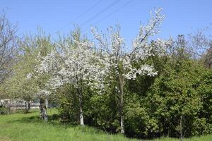 floraison prune jardin photo