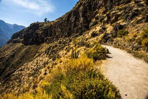 2023 8 16 Pérou canyon del colca 34 photo