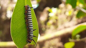 image de une chenille sur une feuille photo