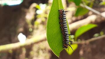 image de une chenille sur une feuille photo