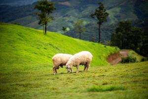 troupeau de mouton pâturage sur le Montagne le Contexte est une Naturel paysage. montagnes et brouillard dans le pluvieux saison de Thaïlande. photo