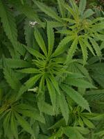 buisson marijuana cannabis sur ferme photo