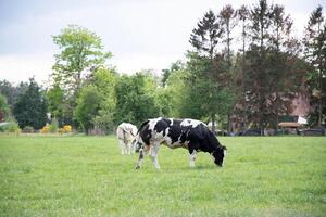une groupe de multicolore noir et blanc vaches pâturer dans une corral sur vert herbe photo