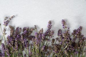 bouquet de lavande fleurs sur une pastel gris arrière-plan, plat poser, Haut vue, sec photo