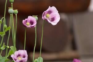 incroyable violet coquelicots été bourgeons de été fleurs proche en haut, floral Contexte photo