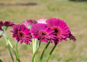 bouquet de violet gerberas, proche angle, printemps humeur, fleur arrière-plan, cadeau photo