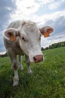 une magnifique blanc vache pâturer dans une corral sur vert herbe dans une campagne photo