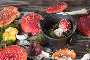 magnifique rouge-orange mouche agaric sur une en bois table ,automne récolte de toxique champignons photo