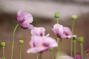 incroyable violet coquelicots été bourgeons de été fleurs proche en haut, floral Contexte photo