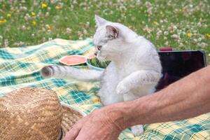 mignonne chaton est assis sur une portable clavier sur une vert jardin pelouse, le propriétaire travaux photo