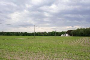 une rural paysage avec une champ semé avec blé et une petit blanc maison photo