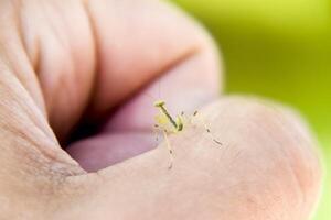 larve de le mante. nymphe mante, croissance insecte. photo