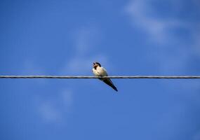 avale sur le fils. avale contre le bleu ciel. le hirondelle photo