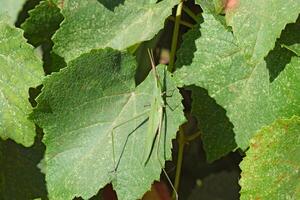 vert les criquets, orthoptères insecte photo