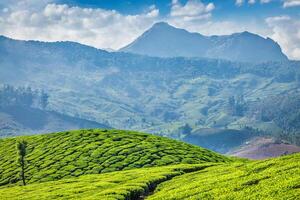 thé plantations, Munnar, Kerala État, Inde photo