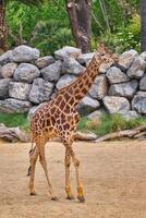 girafe girafa en marchant photo