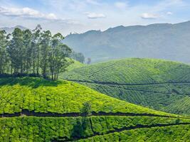 thé plantations. Munnar, Kerala, Inde photo