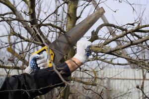 Coupe une arbre branche avec une main jardin scie. photo