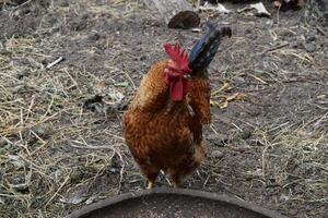 coq. propriétaire de une la volaille cour. photo