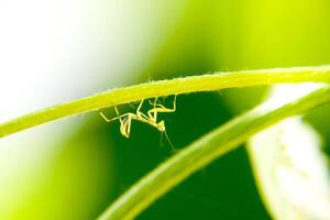 larve de le mante. nymphe mante, croissance insecte. photo