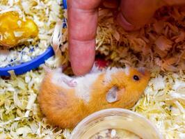 doigt à accident vasculaire cérébral le ventre de une hamster. photo
