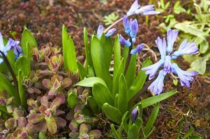 violet jacinthes Hyacinthus orientalis dans le jardin. épanouissement dans de bonne heure printemps photo