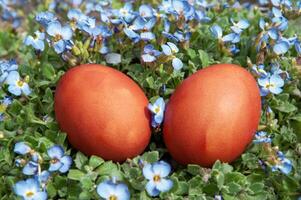 Pâques des œufs sur vert herbe avec bleu pensée fleurs dans le Contexte photo