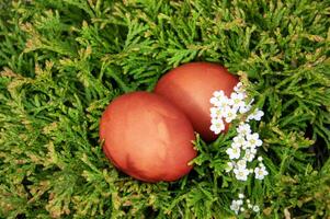 Pâques des œufs avec fleurs sur vert genévrier. content Pâques concept. photo