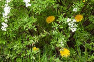 Jaune pissenlits et blanc fleurs sur une Contexte de vert herbe. photo