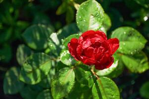 rouge Rose avec gouttes de pluie dans le jardin. ensoleillé été journée après pluie. photo