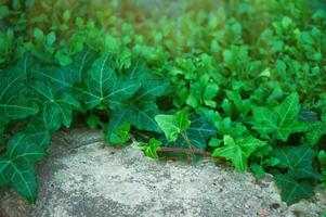 frisé vert brillant lierre sur une pierre sur une ensoleillé journée photo