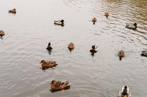 plusieurs canards sauvages de la ville nagent dans l'étang d'automne avec des feuilles tombées dans le parc d'automne photo