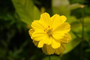 kénikir soufre ou cosmos sulphureus fleurs sont Jaune dans Floraison photo