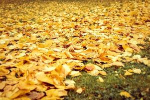 temps d'automne automne doré photo
